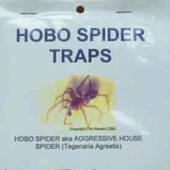 Hobo Spider Traps